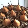 pita-od-krusaka-sa-susenim-vocem